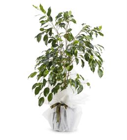 Ficus Benjamin Saksı Çiçeği